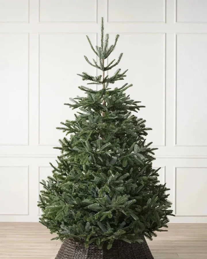 Nordmann Fir Artificial Christmas Tree